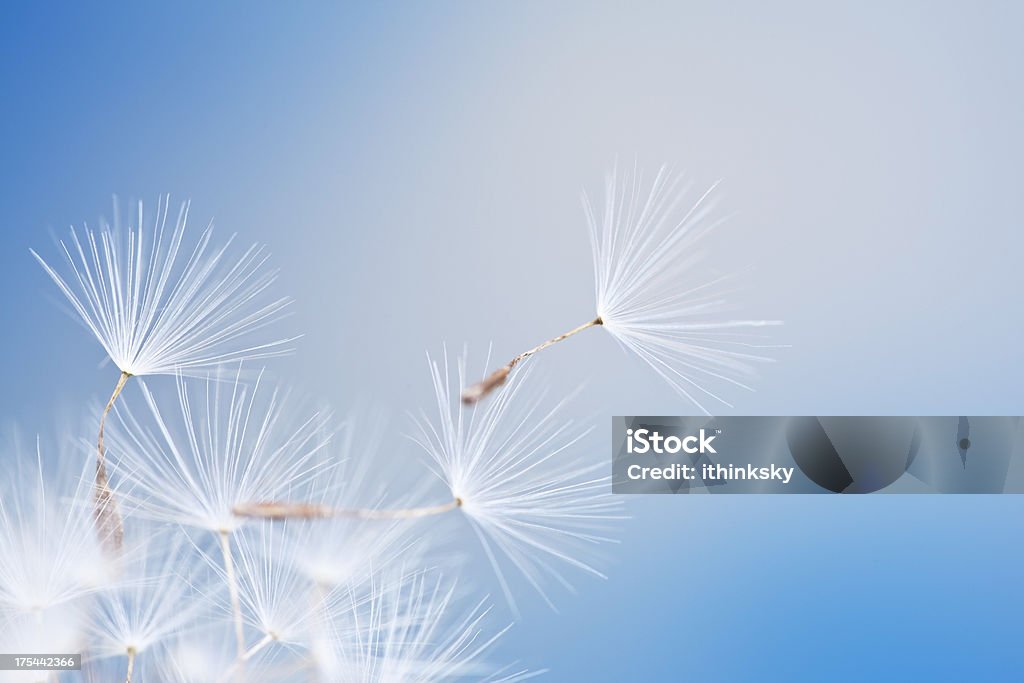 Dandelion Dandelion and seeds in blue sky Dandelion Stock Photo