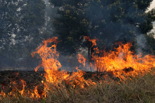 istock A stunning veld fire in a field in between a suburb and a railway 1754424139