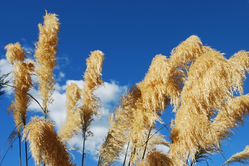 Garden landscape with perennials and ornamental grasses in city square or along the sidewalk in summer and autumn. Decorative grasses and cereals in landscape design. Close-up.