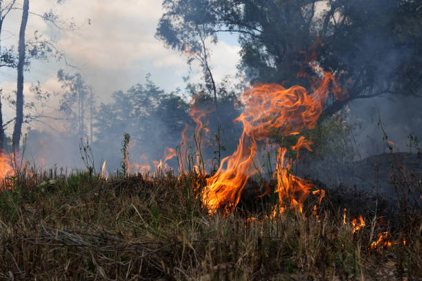 istock A stunning veld fire in a field in between a suburb and a railway 1754424663