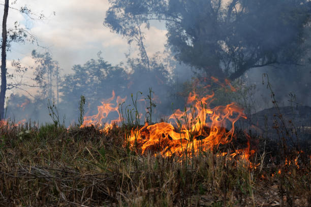 istock A stunning veld fire in a field in between a suburb and a railway 1754424694