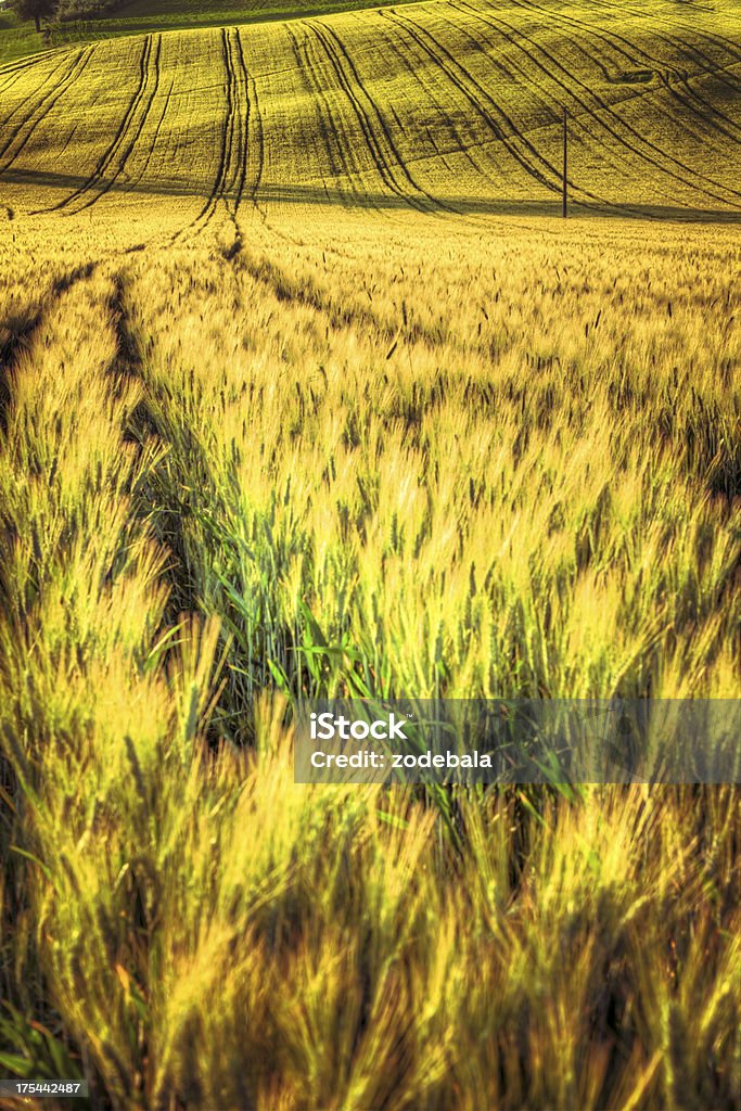 Pistas los campos de trigo en puesta de sol en la Toscana - Foto de stock de Agricultura libre de derechos