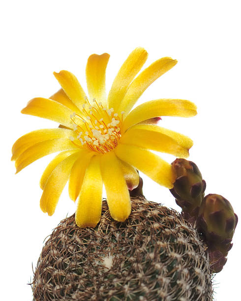 istock Yellow cactus flowers on a white background 175442517