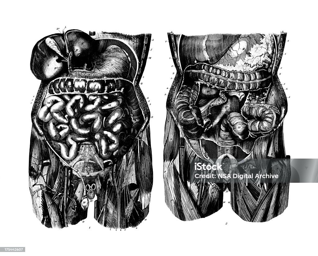 Sistema digestivo/científica médica antigo conjunto de ilustrações e quadros - Royalty-free Abdómen Ilustração de stock