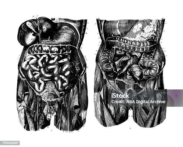 Sistema Digestivocientífica Médica Antigo Conjunto De Ilustrações E Quadros - Arte vetorial de stock e mais imagens de Abdómen