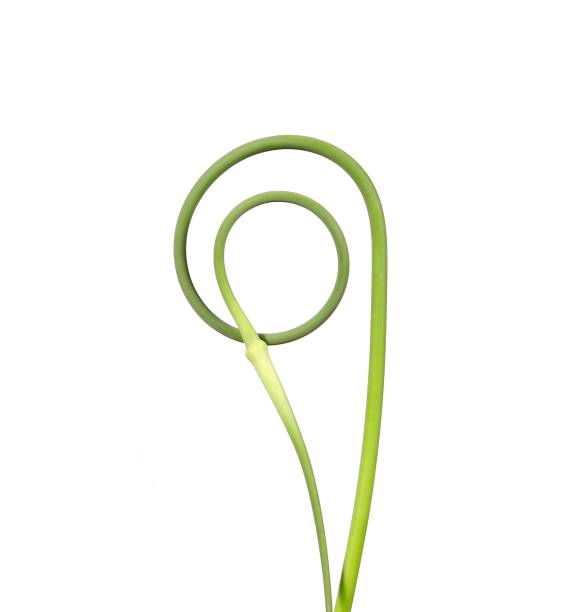 istock Abstract curves of a garlic sprout on a white background. 1754426935