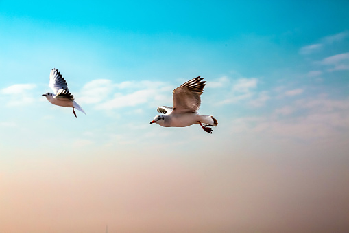 Two white seagulls flying in the blue sunny sky over the sea. Soaring gull. Bird in flight. Selective focus.