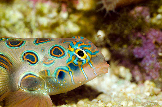 istock spotted Mandarin fish-Synchiropus picturatus 175442702