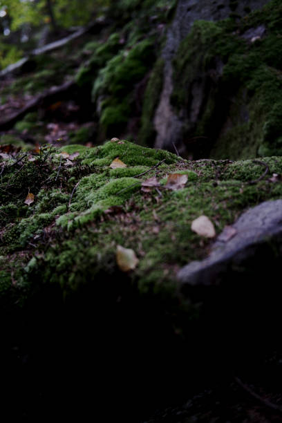 istock dense forest in the Carpathians. dense forest with large stones, covered with moss. Forest and moss 1754427503
