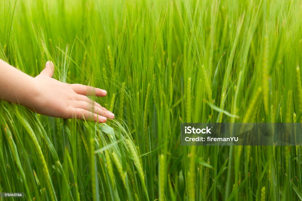 Mano en el campo de trigo - Foto de stock de Hierba - Pasto libre de derechos