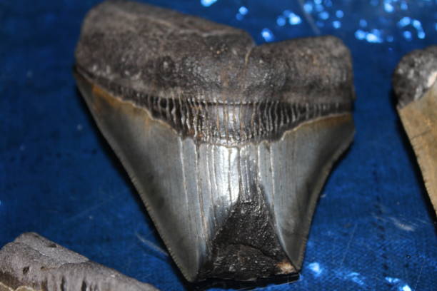 un solo diente de tiburón megalodón de cerca. - fossil fish animal full frame fotografías e imágenes de stock