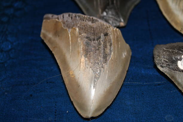 istock Single Megalodon Sharks Tooth Up close. 1754429281