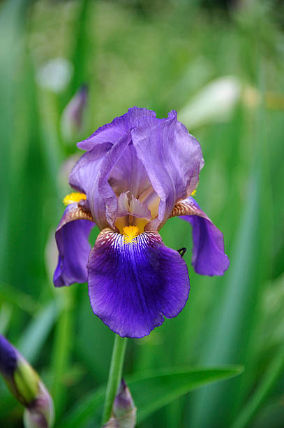 istock Close Up of a Purple Iris 175442949
