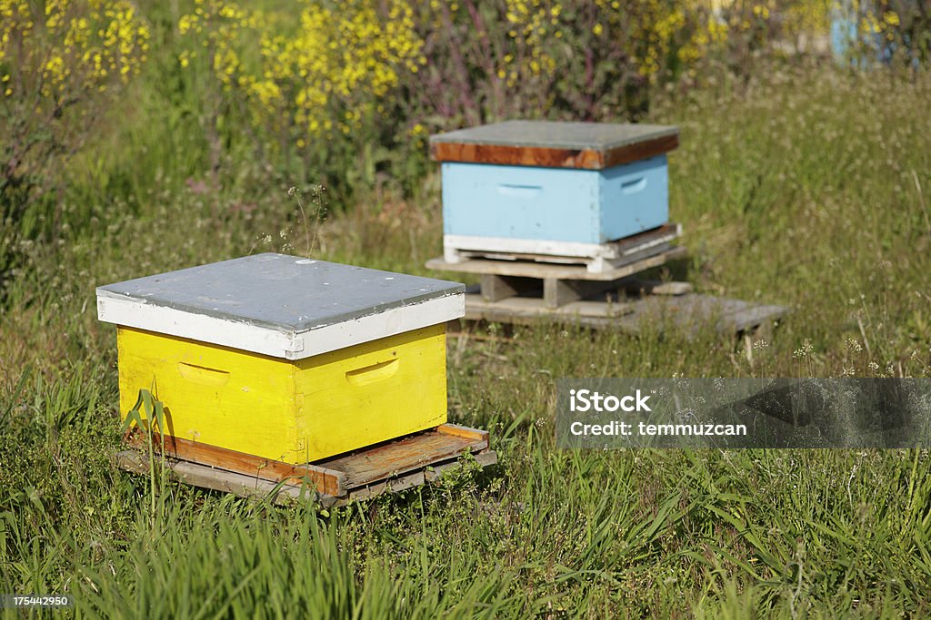 Bienenstock - Lizenzfrei Apis Stock-Foto