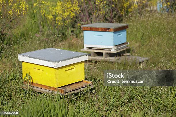 Bienenstock Stockfoto und mehr Bilder von Apis - Apis, Bestäubung, Biene
