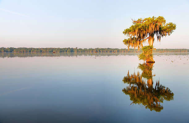 Solitude "Lonely bald cypress trees in Lake Martin, Louisiana." lafayette louisiana photos stock pictures, royalty-free photos & images