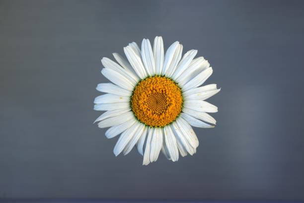istock Close-up image of garden chamomile flowers. 1754432095
