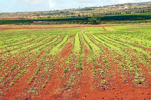 istock Crops in red volcanic soil on Maui 175443327