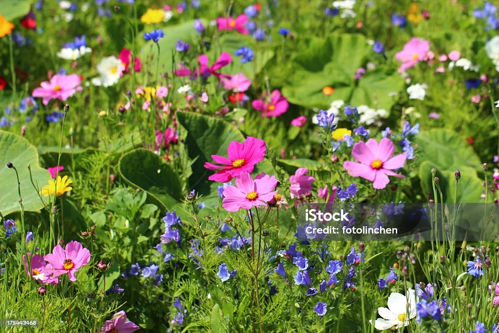 Wildblumen - Lizenzfrei Alternative Medizin Stock-Foto