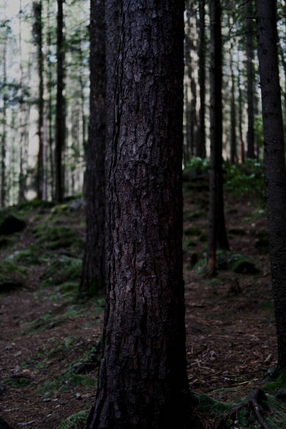 istock dense forest in the Carpathians. dense forest with large stones, covered with moss. Forest and moss 1754435141