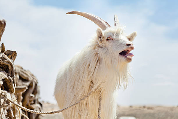 Male sheep mouth opened Male sheep mouth opened in the sheep pen at the gobi desert under blue sky goat pen stock pictures, royalty-free photos & images