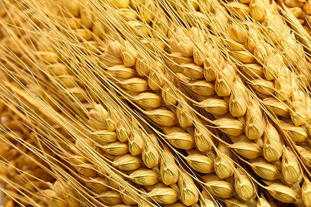 trigo - maíz alimento fotos fotografías e imágenes de stock