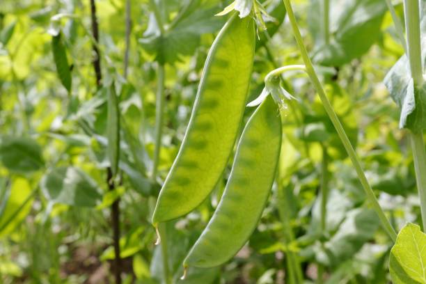 istock Young green pea pods shining through in the sun. 1754438698