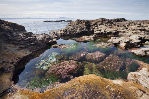 Tidal pool rich with sea life on botanical beach on the west coast of Vancouver Island.