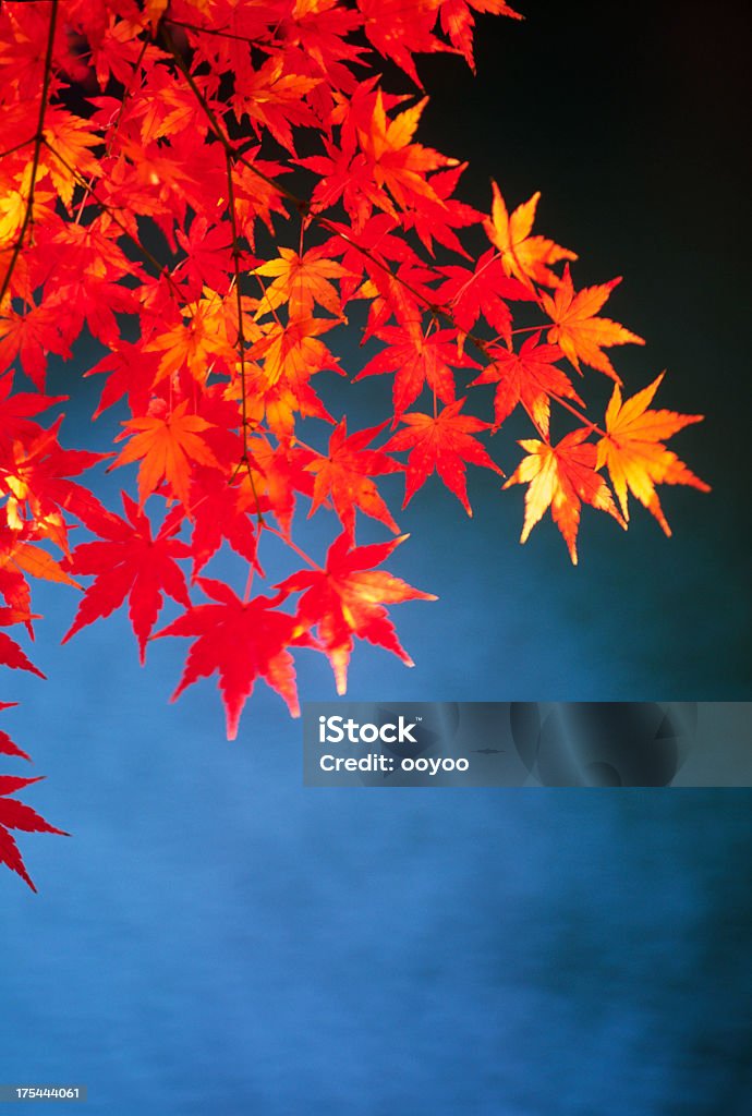 Осенняя листва - Стоковые фото Без людей роялти-фри