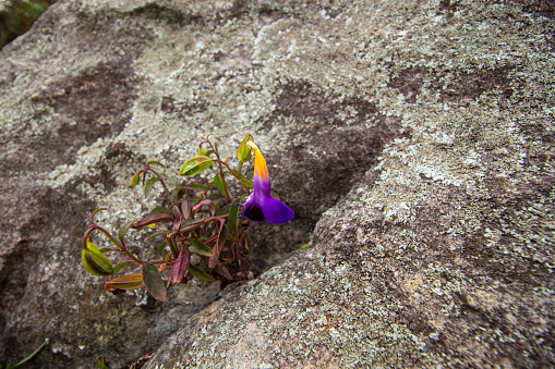 Small flowering plant in a tropical forest growing on a rock.