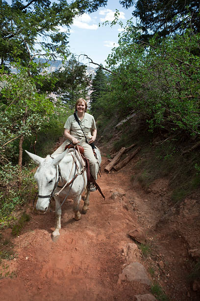 touristes équitation mule sur sentier du parc national du grand canyon - mule grand canyon canyon riding photos et images de collection