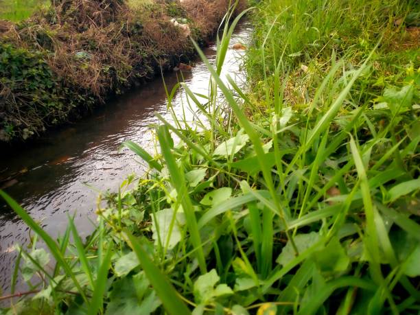 wild grass on the banks of a small, clear river - photography branch tree day imagens e fotografias de stock