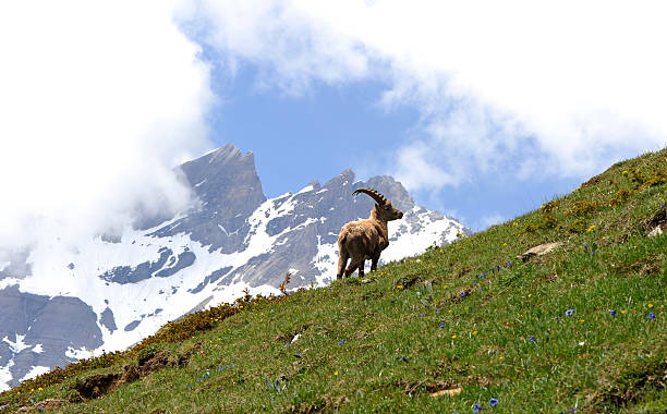 istock One beautiful ibex male 175444412