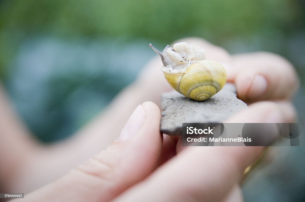 Caracol - Foto de stock de Amarillo - Color libre de derechos