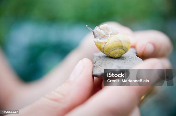 Caracol Foto de stock y más banco de imágenes de Amarillo - Color - Amarillo - Color, Animal, Caracoles