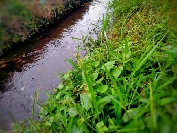 wild grass on the banks of a small, clear river - photography branch tree day imagens e fotografias de stock