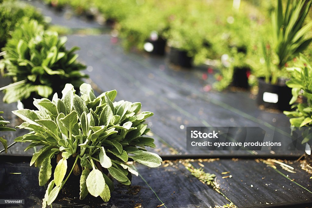 Giardino botanico di semenzaio - Foto stock royalty-free di Annaffiare