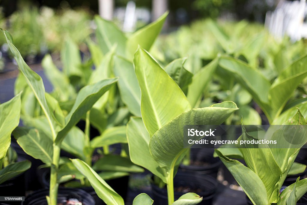 Jardim Botânico Viveiro - Foto de stock de Anual - Característica da planta royalty-free