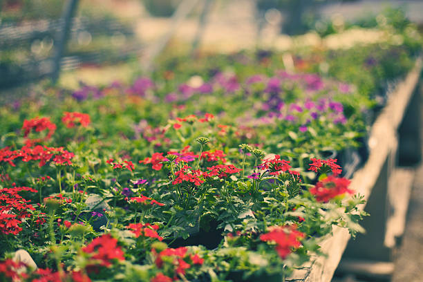 istock Botanical Garden Plant Nursery 175444688