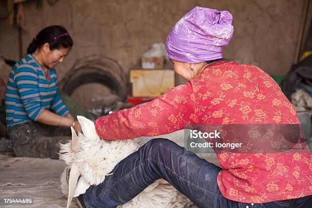 Sheep Shearing In Home Stock Photo - Download Image Now - Chinese Ethnicity, Farm Worker, Adult