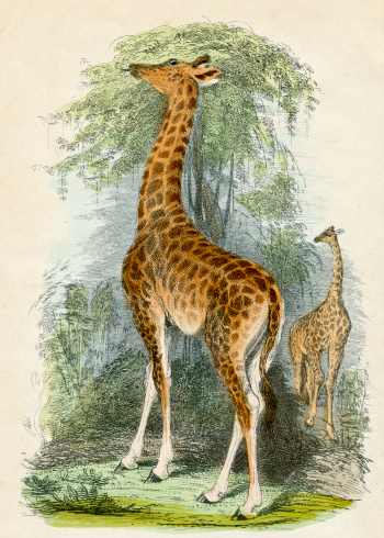 A Colored Engraving From 1878 Featuring Two Hand Colored Giraffes.