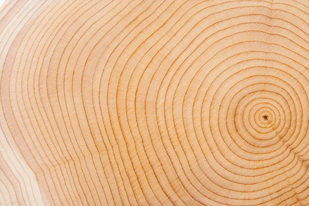 Wood Texture Tree Rings. plant bark photos stock pictures, royalty-free photos & images