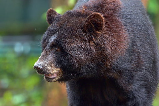 Close up of a black bear