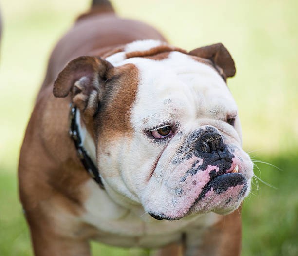 istock English Bulldog 175445298