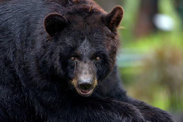 istock Close up of a black bear 1754453670