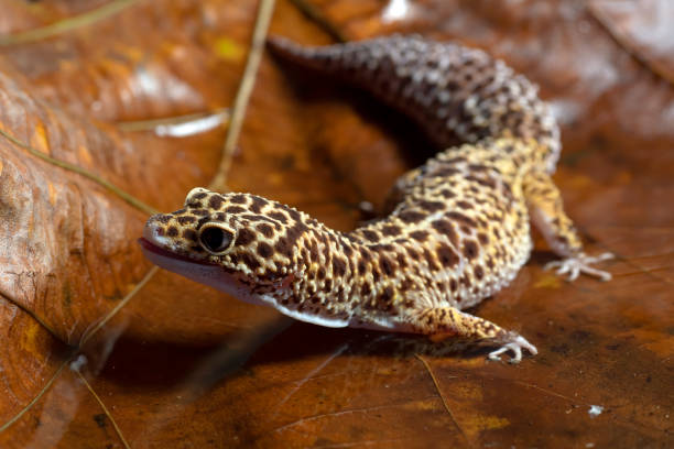istock Close up of a leopard gecko 1754453686