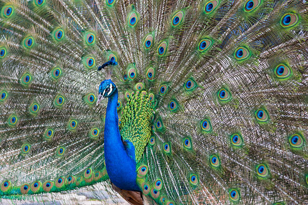 istock Portrait of Peacock with Feathers Out 175445517