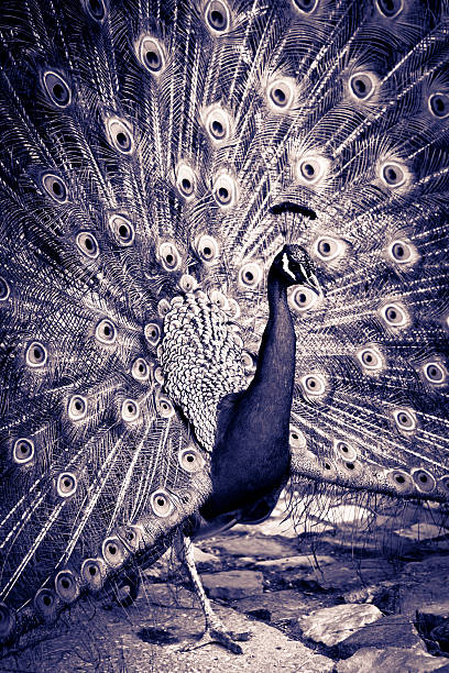 istock Portrait of Peacock with Feathers Out 175445564