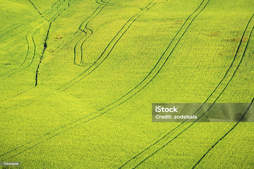 Pistas en verde Weath campo, Toscana, Val d'Orcia - Foto de stock de Campo - Tierra cultivada libre de derechos
