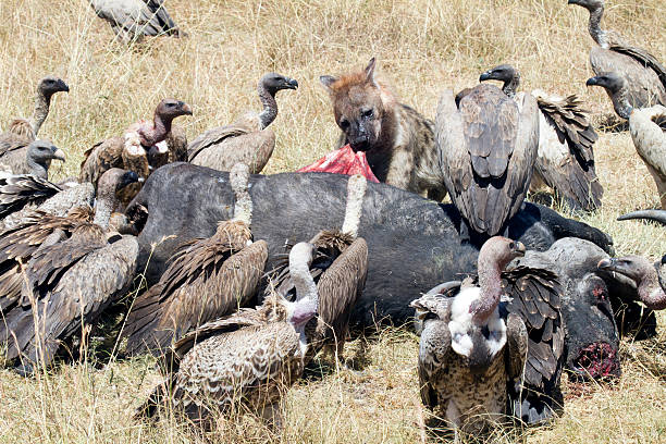 hiena retirándose los intestinos, parque nacional de masai mara, kenia - picking a fight fotografías e imágenes de stock
